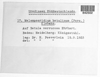Melampsoridium betulinum image